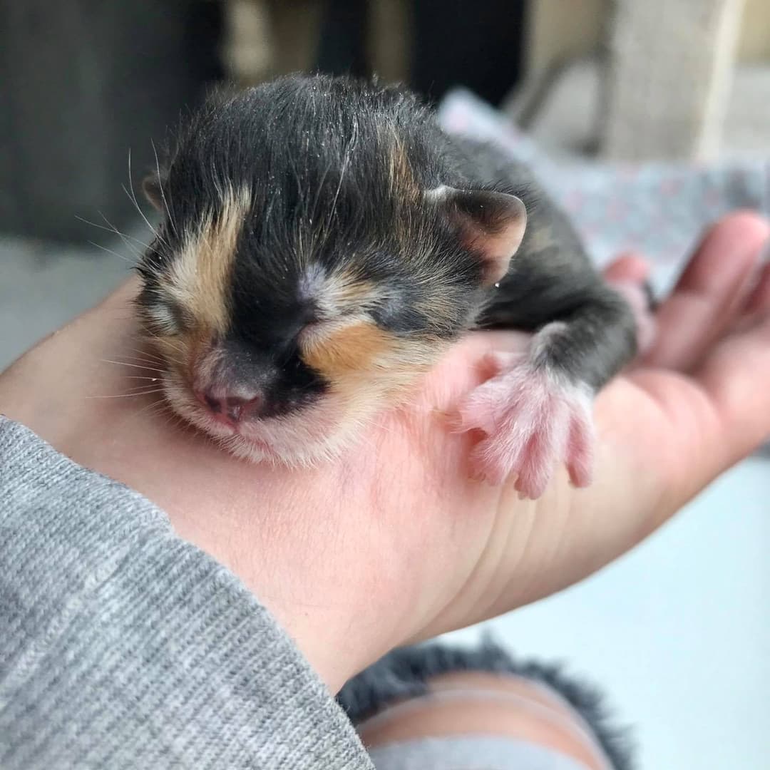 tiny cat in the palm of a human hand