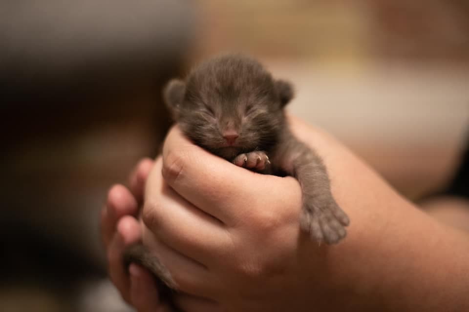 a brown kitten held in human hands