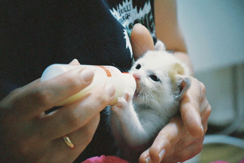 Woman feeding kitten with a bottle