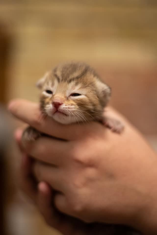 striped kitten being held by a human